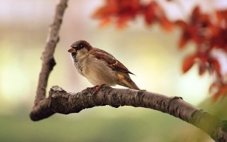 oiseau sur la branche